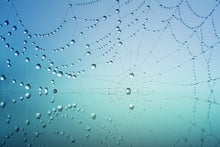 Load image into Gallery viewer, Photo Wallpaper Cobweb in morning dew
