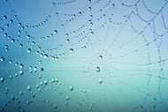 Photo Wallpaper Cobweb in morning dew