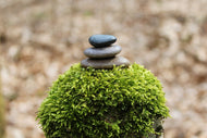 Photo Wallpaper Stone pile on plant