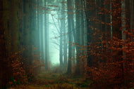 Photo Wallpaper Mood in the forest