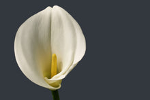 Load image into Gallery viewer, Photo Wallpaper Proud Calla

