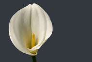 Photo Wallpaper Proud Calla