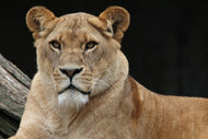 Photo Wallpaper Proud lioness