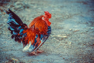 Photo Wallpaper Proud cock