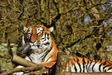 Load image into Gallery viewer, Photo Wallpaper Proud Tiger
