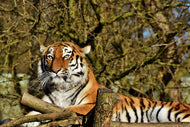 Photo Wallpaper Proud Tiger