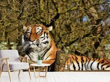 Load image into Gallery viewer, Photo Wallpaper Proud Tiger

