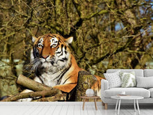 Load image into Gallery viewer, Photo Wallpaper Proud Tiger
