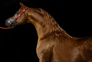 Photo Wallpaper Proud horse