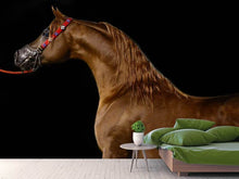 Load image into Gallery viewer, Photo Wallpaper Proud horse
