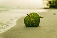 Photo Wallpaper Beach leaf