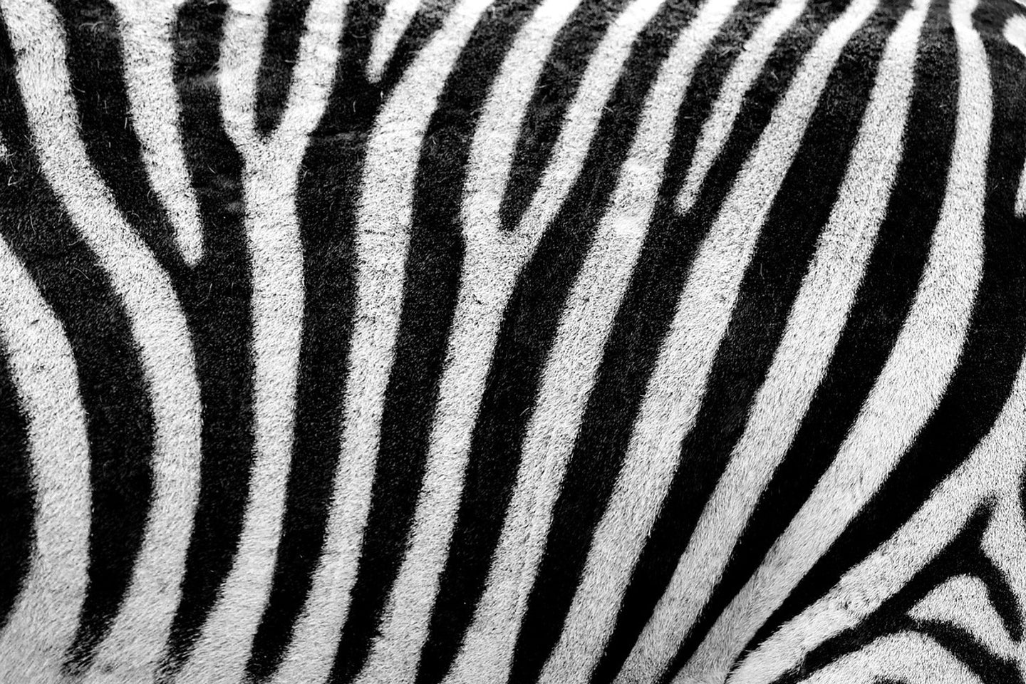 Photo Wallpaper Strip of the zebra