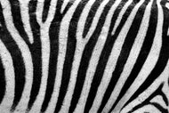 Photo Wallpaper Strip of the zebra