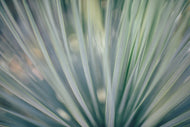 Photo Wallpaper Strip of plant