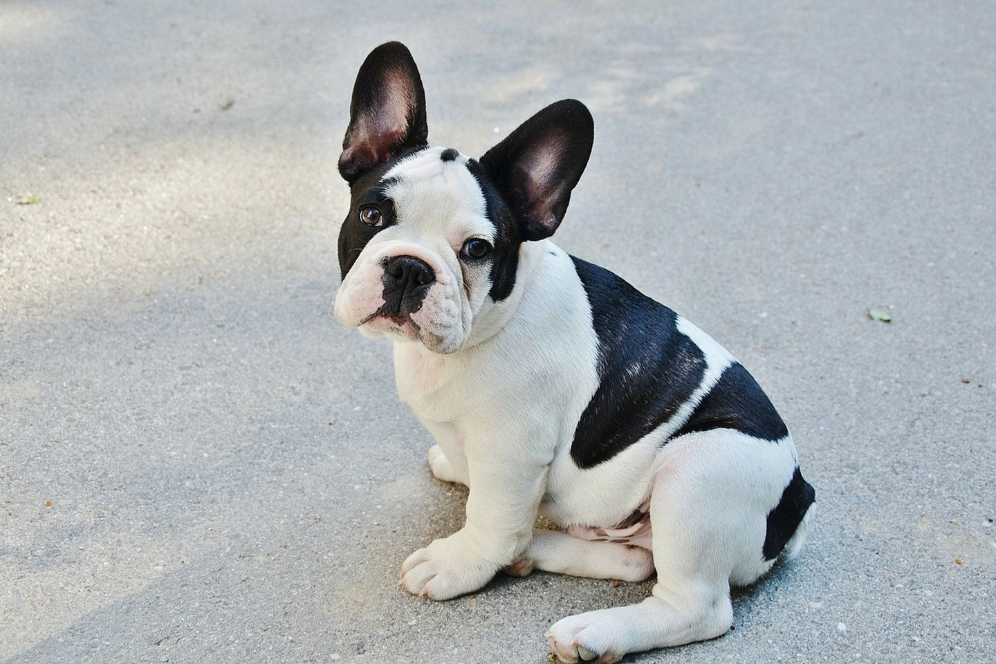 Photo Wallpaper Sweet French Bulldog