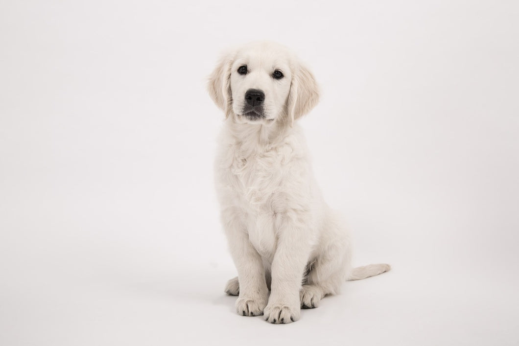 Photo Wallpaper Sweet Golden Retriever puppy