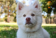 Photo Wallpaper Sweet dog snout