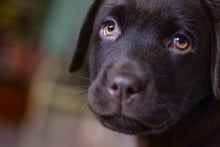 Load image into Gallery viewer, Photo Wallpaper Cute labrador puppy
