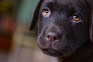 Photo Wallpaper Cute labrador puppy