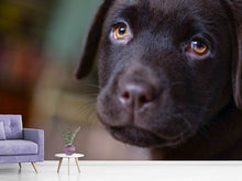 Load image into Gallery viewer, Photo Wallpaper Cute labrador puppy
