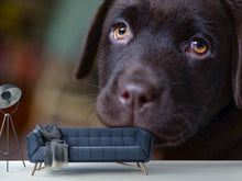 Load image into Gallery viewer, Photo Wallpaper Cute labrador puppy
