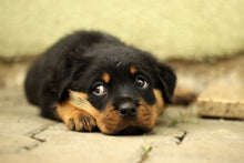 Load image into Gallery viewer, Photo Wallpaper Sweet Rottweiler puppy

