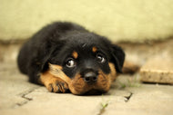 Photo Wallpaper Sweet Rottweiler puppy