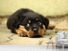 Load image into Gallery viewer, Photo Wallpaper Sweet Rottweiler puppy
