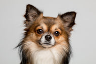Photo Wallpaper Sweet chihuahua