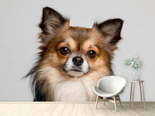 Load image into Gallery viewer, Photo Wallpaper Sweet chihuahua
