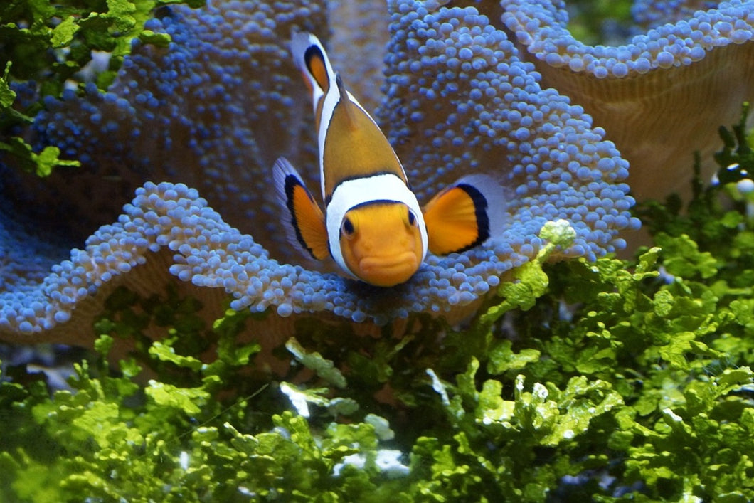 Photo Wallpaper Cute clownfish