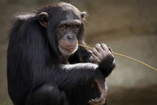 Load image into Gallery viewer, Photo Wallpaper Sweet chimpanzee

