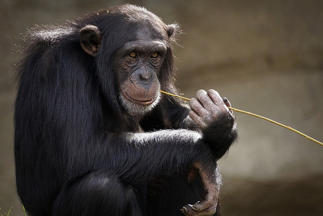 Photo Wallpaper Sweet chimpanzee