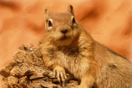 Photo Wallpaper Sweet squirrel
