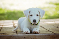 Photo Wallpaper Cute dog baby