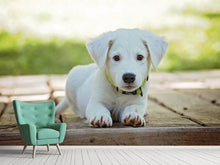 Load image into Gallery viewer, Photo Wallpaper Cute dog baby
