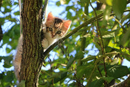 Photo Wallpaper Cute cat child
