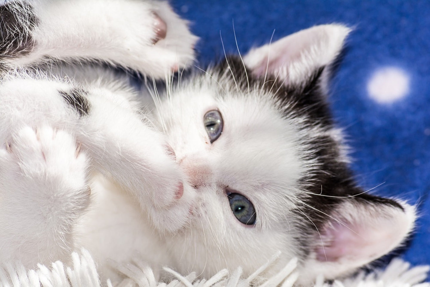 Photo Wallpaper Sweet kitten
