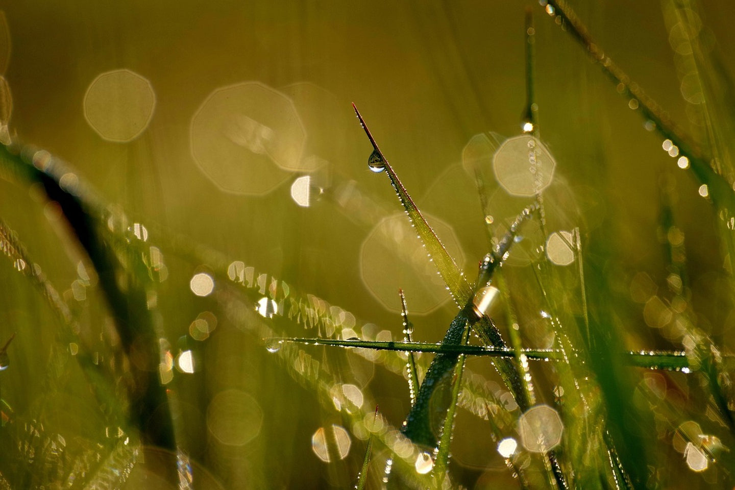 Photo Wallpaper Dew in the morning