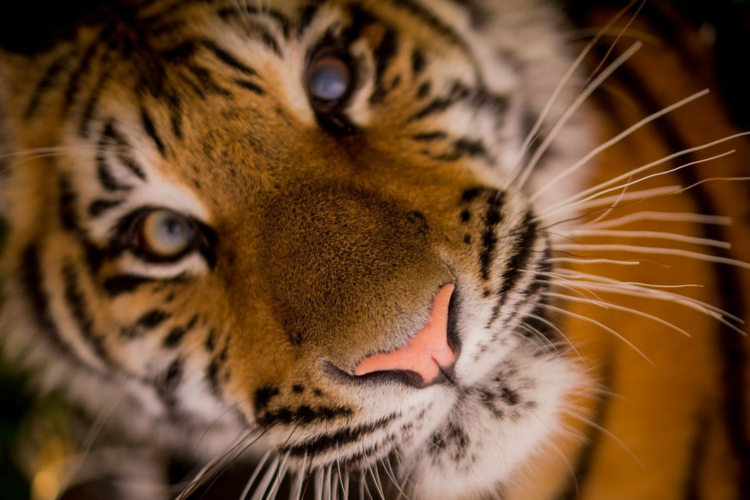 Photo Wallpaper Tiger face