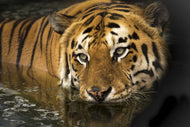 Photo Wallpaper Tiger in the water