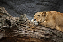 Load image into Gallery viewer, Photo Wallpaper Dreaming lioness
