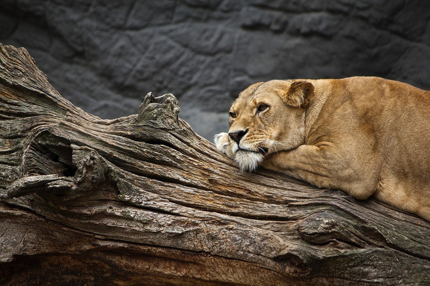 Photo Wallpaper Dreaming lioness