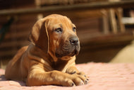 Photo Wallpaper Sad dog look