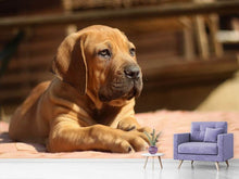 Load image into Gallery viewer, Photo Wallpaper Sad dog look
