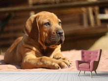 Load image into Gallery viewer, Photo Wallpaper Sad dog look
