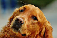 Photo Wallpaper Faithful Irish Setter