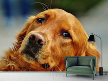 Load image into Gallery viewer, Photo Wallpaper Faithful Irish Setter
