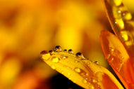 Photo Wallpaper Drops Close up