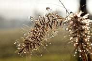 Photo Wallpaper Drops of nature